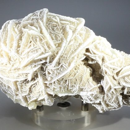 Desert Rose ~11.5cm