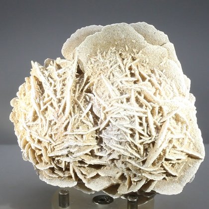 Desert Rose ~11cm