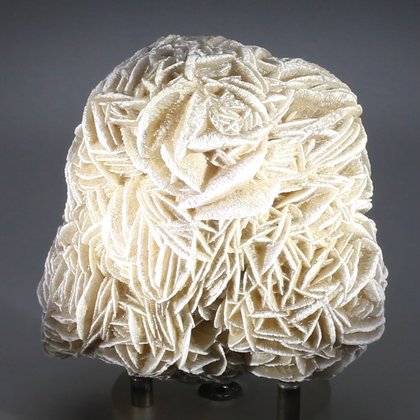 Desert Rose ~8.5cm