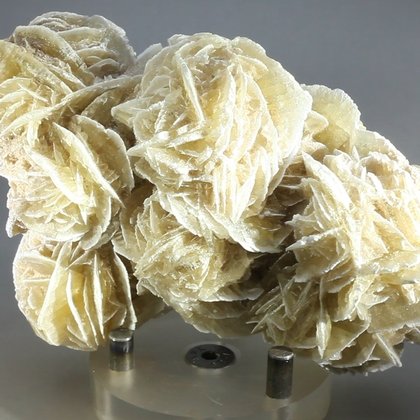 Desert Rose ~9.5cm