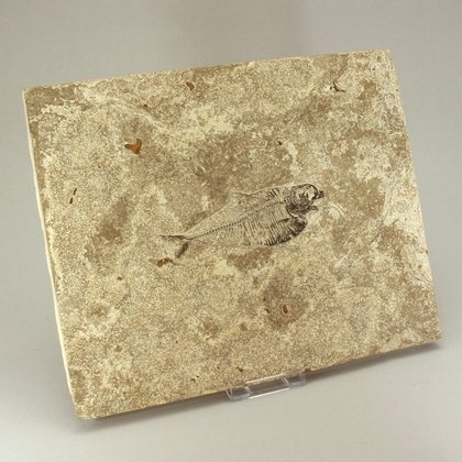Fossil Fish Plate - Diplomystus ~27cm