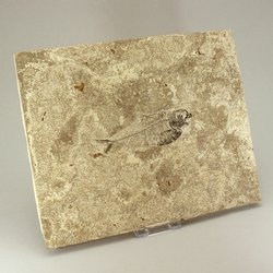 Fossil Fish Plate - Diplomystus ~27cm