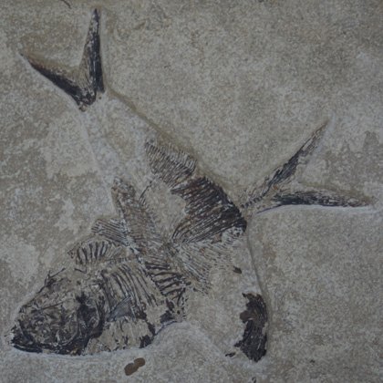 Diplomystus Fossil Fish Plate ~27x22cm