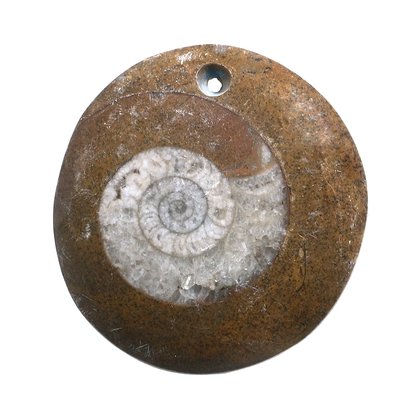 Drilled Ammonite Polished Slice ~37mm