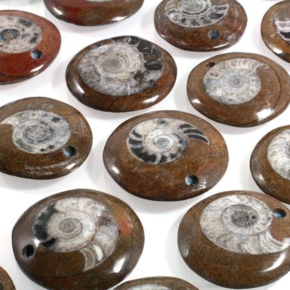 Drilled Ammonite Polished Slice ~37mm