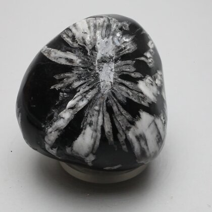 Flower Stone ~51mm