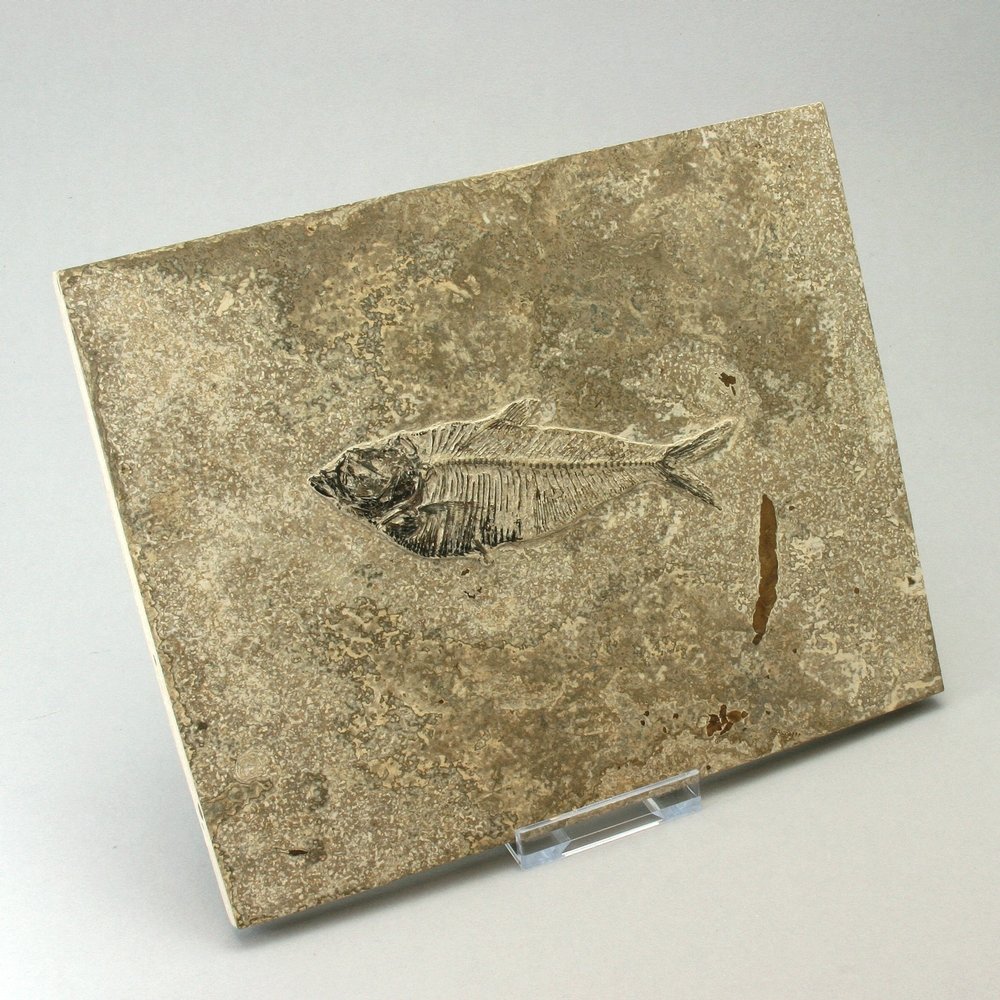 Fossil Fish Plate - Diplomystus ~21x17cm
