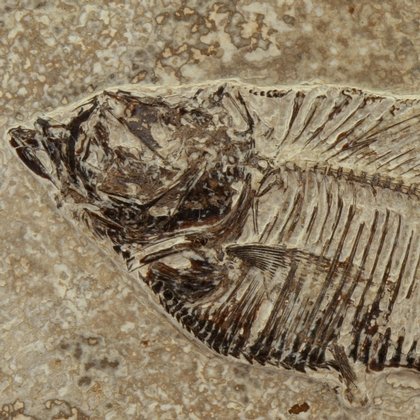 Fossil Fish Plate - Diplomystus ~21x17cm