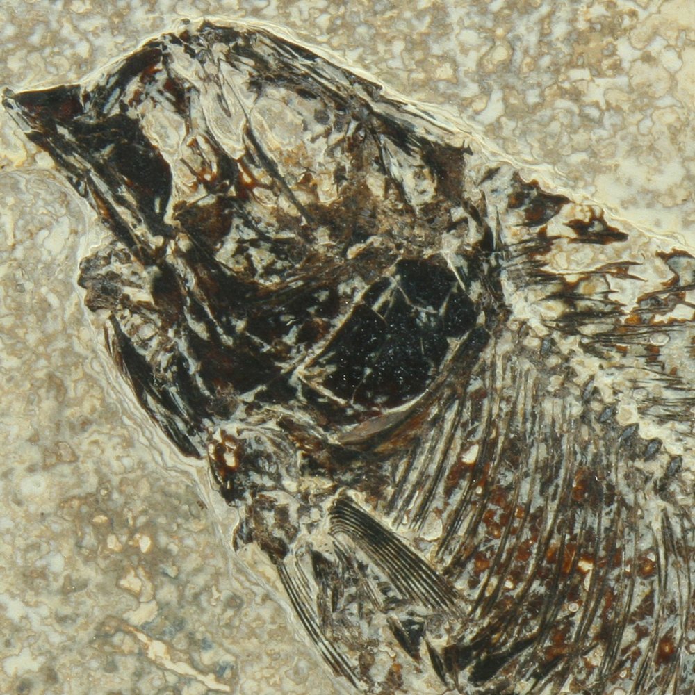 Fossil Fish Plate - Diplomystus ~26x21cm