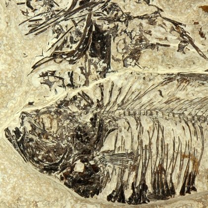 Fossil Fish Plate - Diplomystus ~26 x 21cm