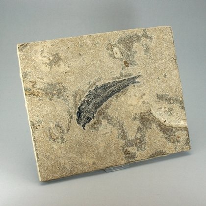Fossil Fish Plate - Diplomystus ~26 x 21cm