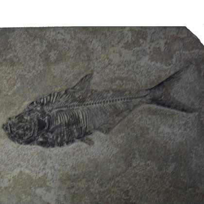 Fossil Fish Plate - Diplomystus ~27x17cm