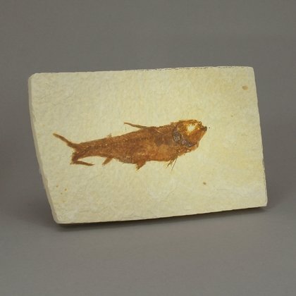 Fossil Fish Plate - Knightia ~12 x 7.5cm