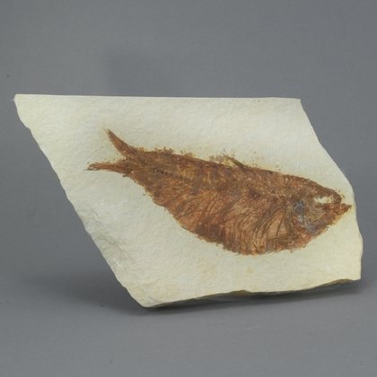 Fossil Fish Plate - Knightia ~ 12 x 8cm