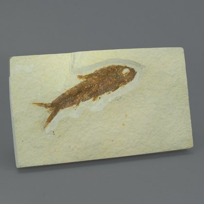 Fossil Fish Plate - Knightia ~ 13 x 8cm