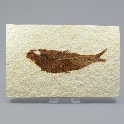 Fossil Fish Plate - Knightia ~ 15x9cm
