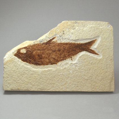 Fossil Fish Plate - Knightia ~ 15x10cm