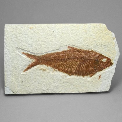 Fossil Fish Plate - Knightia ~ 12x7cm