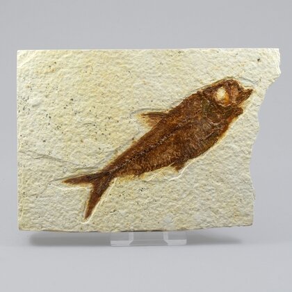 Fossil Fish Plate - Knightia ~ 14x10cm