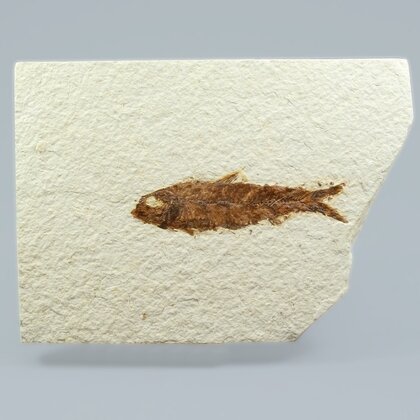 Fossil Fish Plate - Knightia ~ 14x10cm