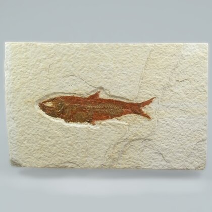 Fossil Fish Plate - Knightia ~ 14x9cm