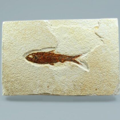 Fossil Fish Plate - Knightia ~ 16x10cm