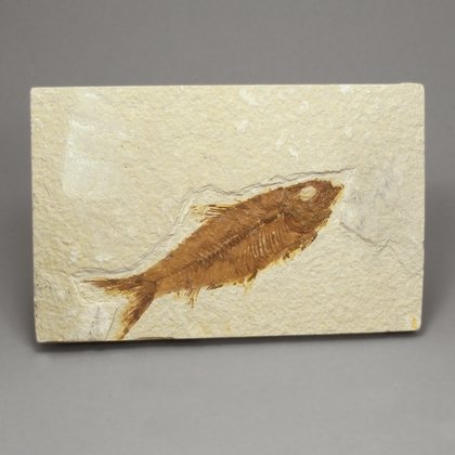 Fossil Fish Plate - Knightia ~ 12x8cm