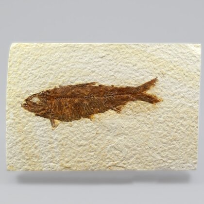 Fossil Fish Plate - Knightia ~ 18x8cm