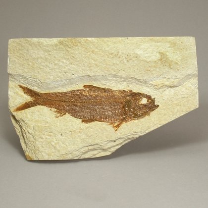 Fossil Fish Plate - Knightia ~ 15x10cm