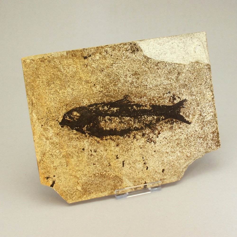 Fossil Fish Plate - Knightia Alta ~22x17cm