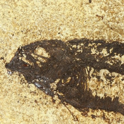 Fossil Fish Plate - Knightia Alta ~22 x 17cm