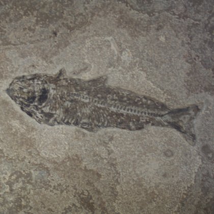Fossil Fish Plate - Knightia Eocena ~27x21cm
