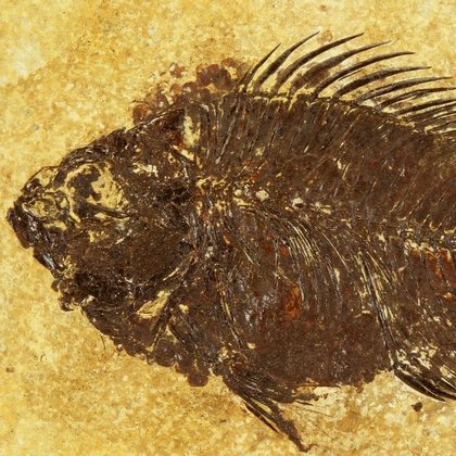 Fossil Fish Plate - Priscacara ~19 x 14cm