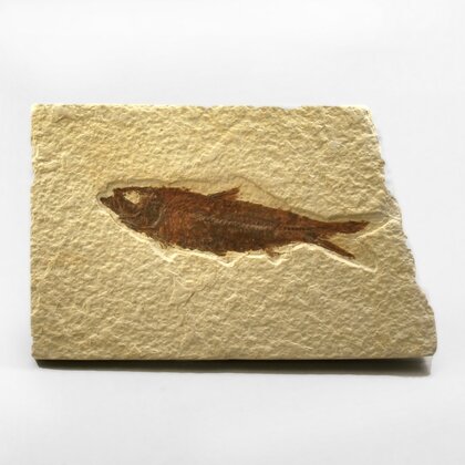 Fossile Fish Plate - Knightia ~12x8cm