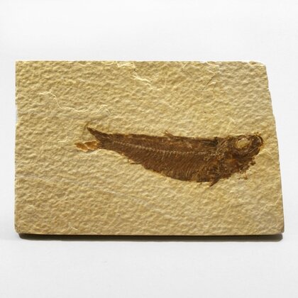 Fossile Fish Plate - Knightia ~12x8cm