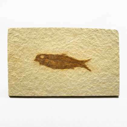 Fossile Fish Plate - Knightia ~13x8cm