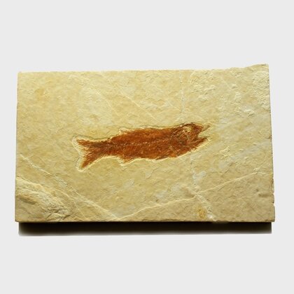 Fossile Fish Plate - Mioplosus ~13x8cm
