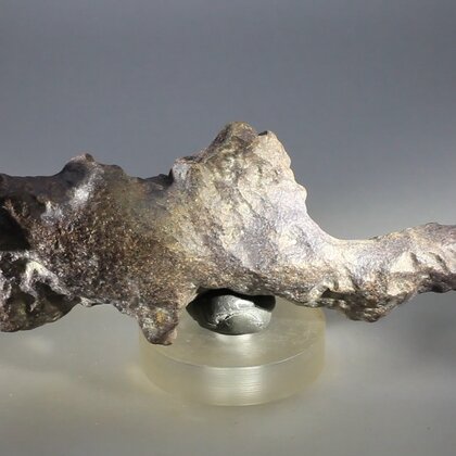 Fossilised Coprolite ~103mm