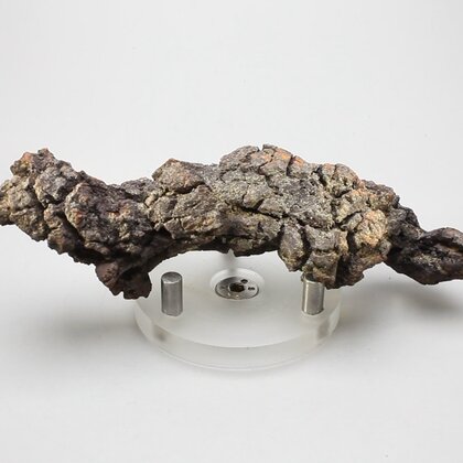 Fossilised Coprolite ~110mm
