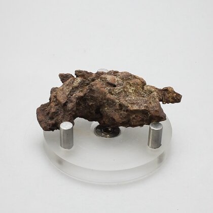 Fossilised Coprolite ~53mm