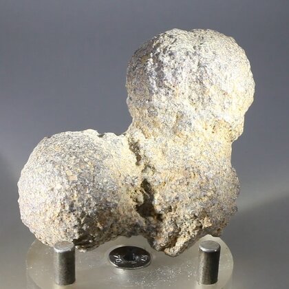 Fossilised Coprolite ~64mm