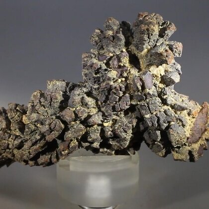 Fossilised Coprolite ~70mm