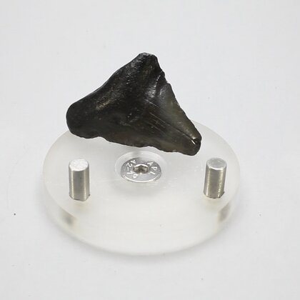 Fossilised Megalodon Tooth ~35mm
