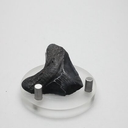 Fossilised Megalodon Tooth ~36mm