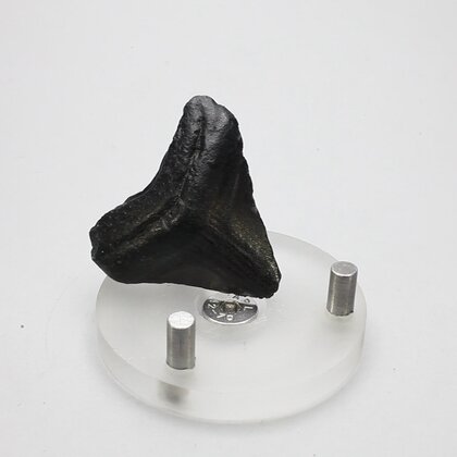 Fossilised Megalodon Tooth ~38mm