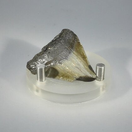 Fossilised Megalodon Tooth ~38mm