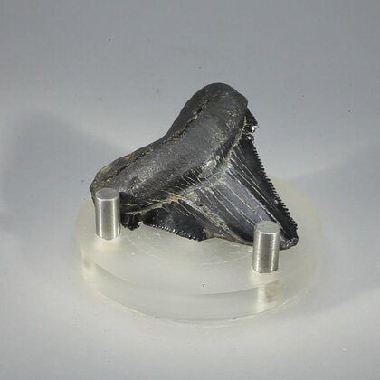 Fossilised Megalodon Tooth ~40mm