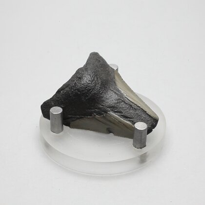 Fossilised Megalodon Tooth ~41mm