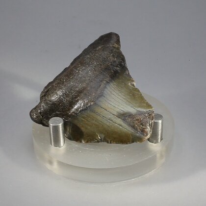 Fossilised Megalodon Tooth ~43mm