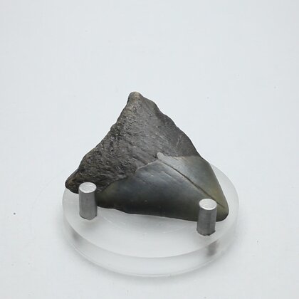 Fossilised Megalodon Tooth ~44mm